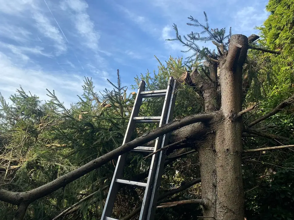 Baumfällung mit Leiter in einem Garten