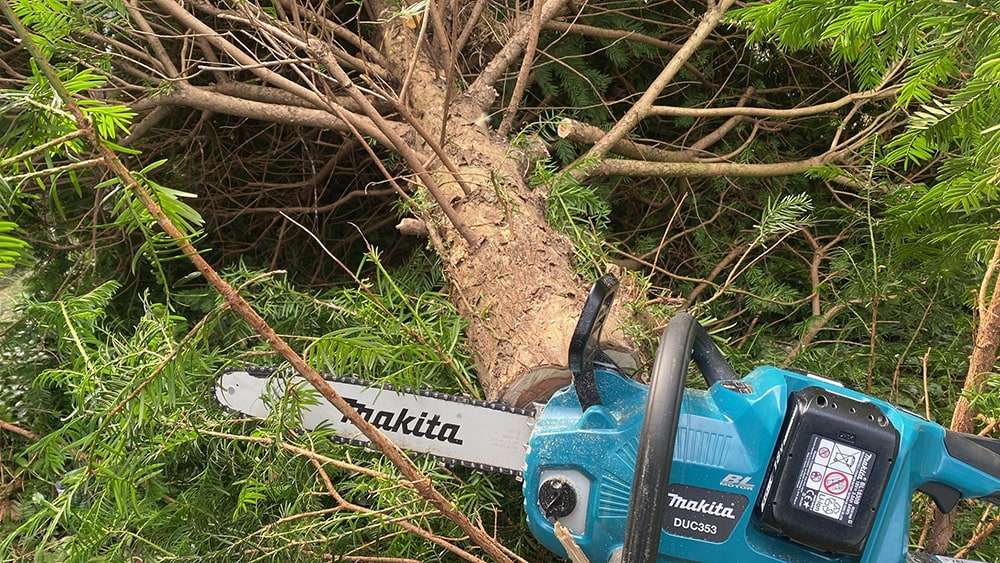 Gefällter Baumstamm und Kettensäge im Garten